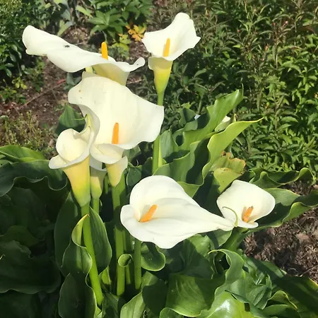 Oda ve Kahvaltı La Maison De Laujol 3*