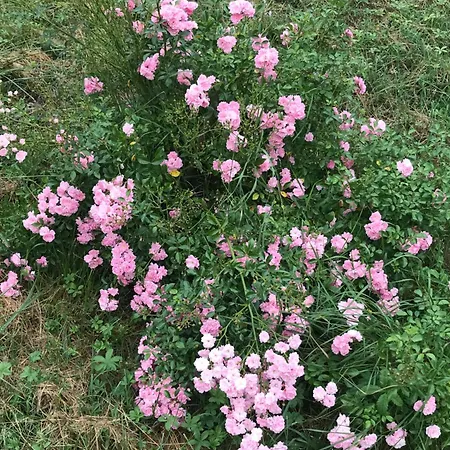 La Maison De Laujol Oda ve Kahvaltı Moissac