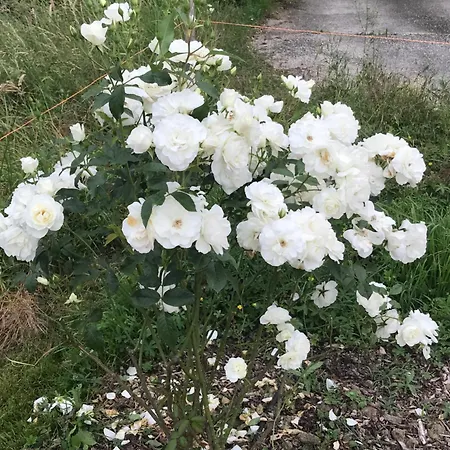 La Maison De Laujol 3* Moissac