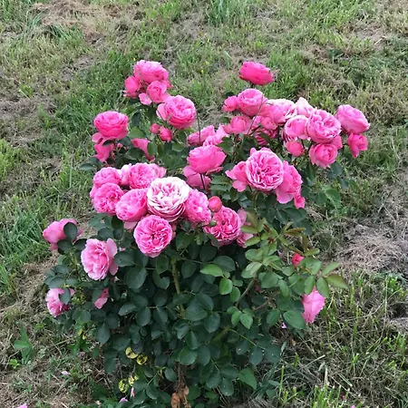 La Maison De Laujol Oda ve Kahvaltı