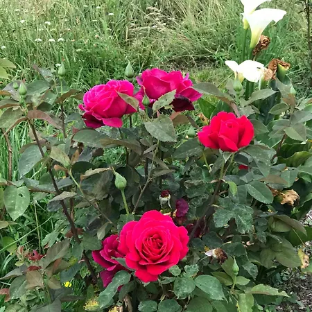 Oda ve Kahvaltı La Maison De Laujol 3*