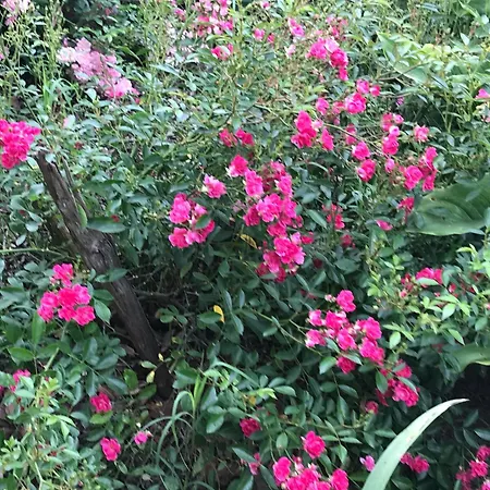 Oda ve Kahvaltı La Maison De Laujol Moissac